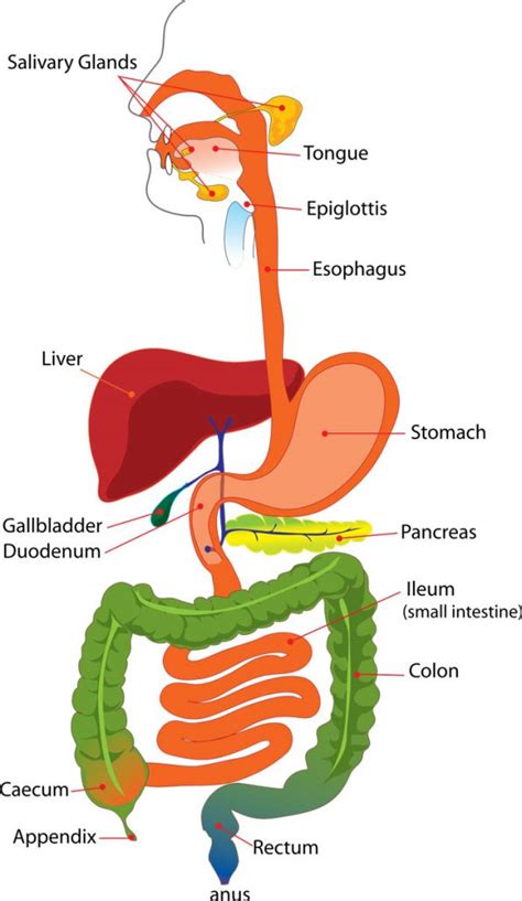 Digestive System Parts Stages Of Digestion Facts Science Fun