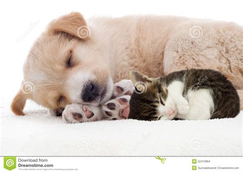 This footage is so friggin' these are proof enough that pets can be just perfect around babies, so do not be alarmed when you find out that you are expecting and are not sure. Puppy and kitten sleeping stock photo. Image of yellow ...