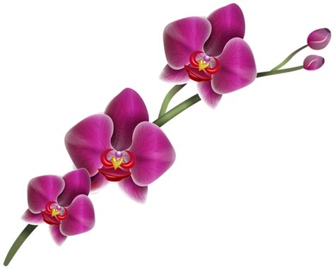 Dendrobium Orchids Purple Orchids Purple Roses Purple Orchid Tattoo