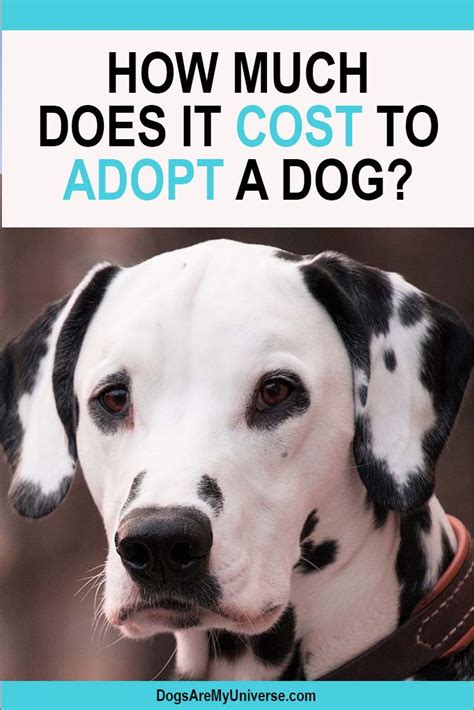 How Much Does It Cost To Adopt A Dog Donate Button