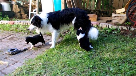 Cutest Border Collie Puppies In The World Youtube