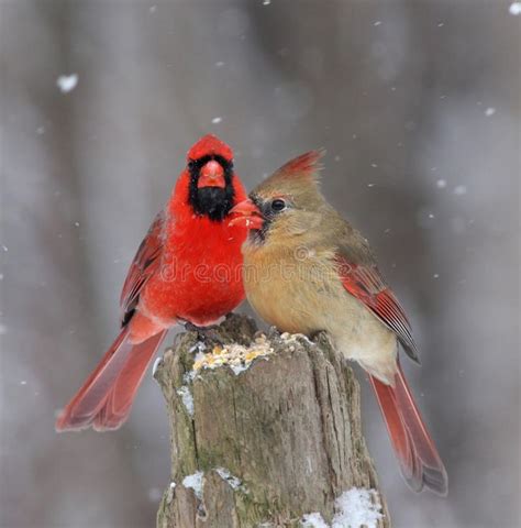Download Northern Cardinals Stock Image Image Of Couple Avian