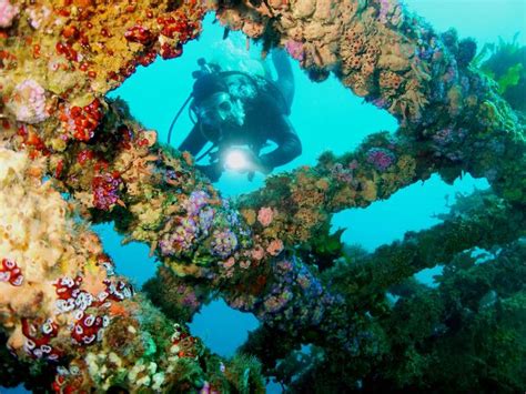 Go Nz The Best Scuba Diving Sites In New Zealand Nz Herald
