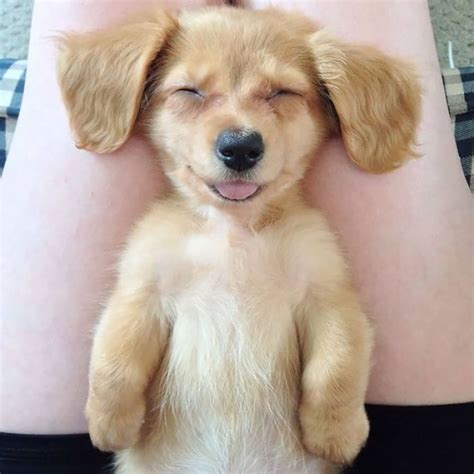 Trending 25 Smiling Animals That Will Instantly Make