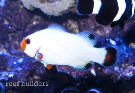 Maybe you would like to learn more about one of these? Wyoming White clownfish coming soon from Sustainable ...