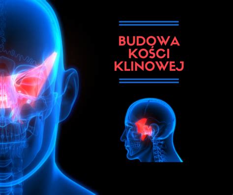 Budowa kości klinowej PoradnikZdrowie pl