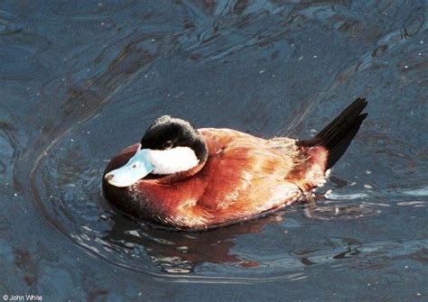 Birds See Filename For Species North American Ruddy Duck Oxyura