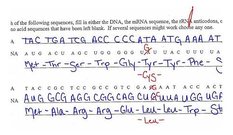 Transcription And Translation Practice Worksheet Biology : #2 a c t dna: