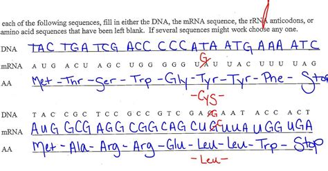 Schematic representation of the two strands of dna during transcription and the resulting rna transcript. Transcription And Translation Activity Worksheet ...