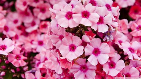 Bing Desktop Wallpaper Flowers Pink Full Hd High