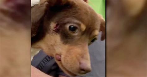 Arkansas Deputy Fired After Shooting A Barking Chihuahua In The Face Cbs News