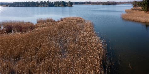 Aerial View Of Reed Beds On The Lake In Spring Stock Photo Image Of