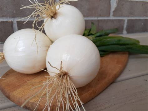 Watika White Sweet Spanish Onion Seed Price In India Buy Watika White