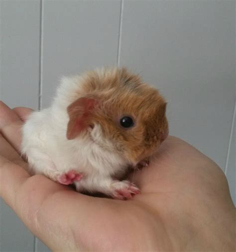 Guinea Pig Babies Good News Zap