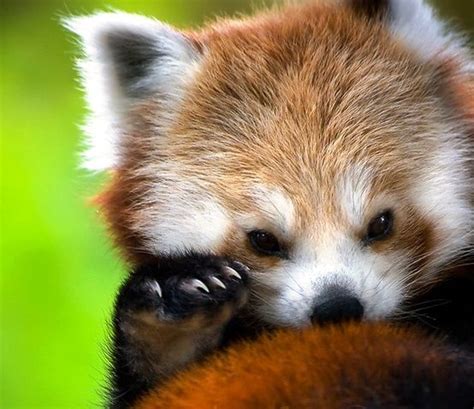 Too Cute For Words With Images Red Panda Baby