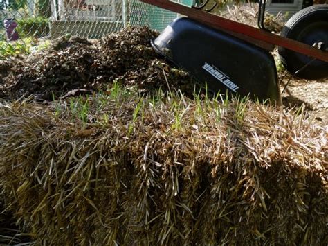 Using Hay Vs Straw In The Garden Garden Mulch Straw Bale Gardening