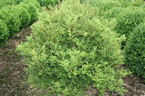 Buxus Microphylla Var Koreana Buxus Speciale Soorten Buxusshopbe