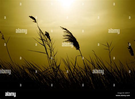 Reed Blowing In Wind With Beautiful Sunset Stock Photo Alamy