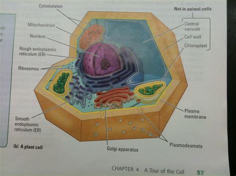 Mitochondria are a part of tissue cells that consists of an outer and an inner membrane. Plant vs Animal Cells « Mr Calaski