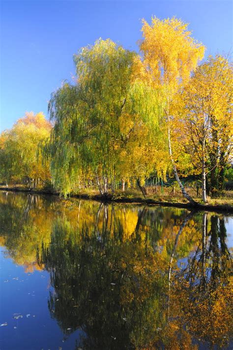 Autumn Colorful Trees With Water Reflections Stock Photo Image Of