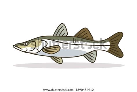 Common Snook Fish Design Illustration Vector Stock Vector Royalty Free