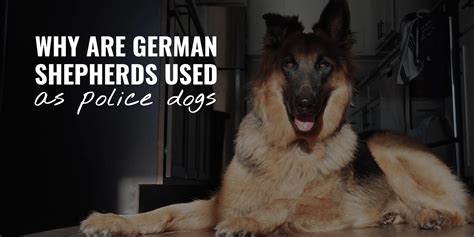 How Do German Shepherds Help Police