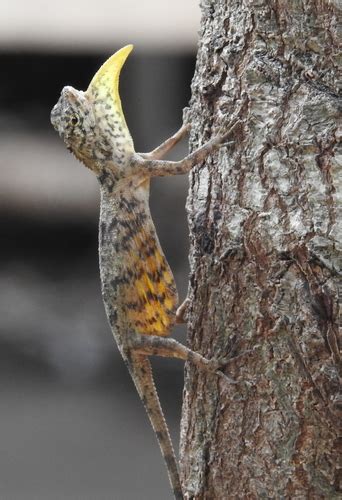 Timor Flying Dragon Dracos Of Asia · Inaturalist