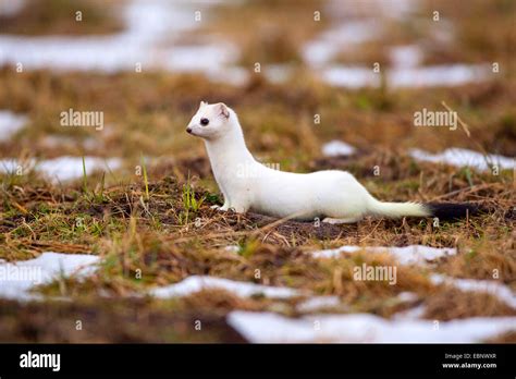 Ermine Stoat Short Tailed Weasel Mustela Erminea With Winter Coat