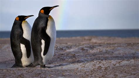 Badalona Viaja Hasta Las Malvinas Con Una Muestra Sobre Pingüinos