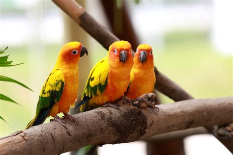 Latest Colorful Birds Hd Desktop Wallpapers Background