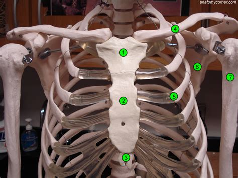 Muscular man working out in gym. Human Bones