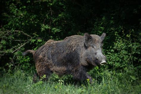 Wild Boar In Forest Stock Image Image Of Colour Decorative 118213949