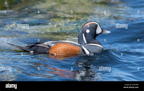 Barnegat Bay Hunting High Resolution Stock Photography And Images Alamy