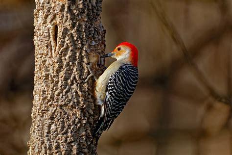 7 Types Of Woodpeckers In Ohio With Pictures Birdwatching Tips