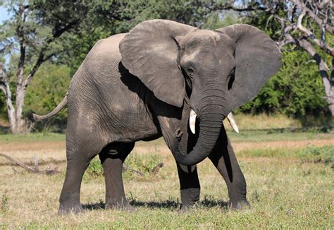 Саванный слон лат Loxodonta Africana