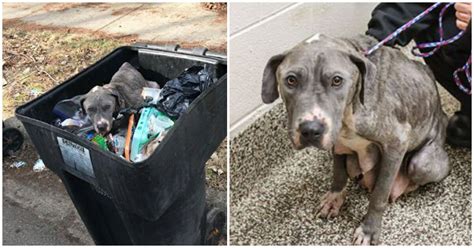 Poor dog was thrown away in the trash and separated from her puppies ...