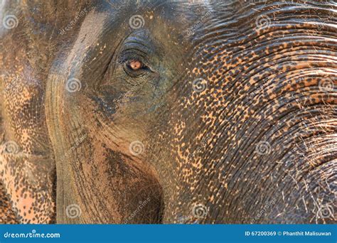 A Close Up Photo Of A Elephants Eye Eyelashes Stock Image Image Of