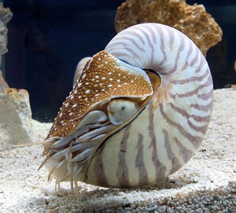 Octopus Chambered Nautilus Local Only