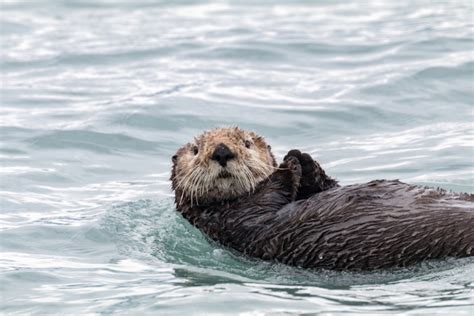 Sea Otter Float In Alaska Off The Beaten Path