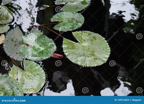 Water Lily Leaves Floating On Water Stock Image Image Of Leaves