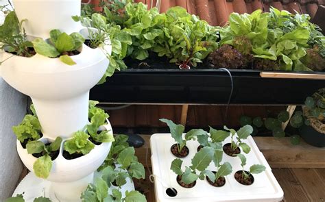 Hydroponic 2018 Herbs And Vegetables On The Balcony
