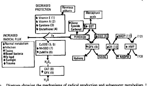 Figure 3 From Free Radicals In The Pathogenesis Of Kwashiorkor