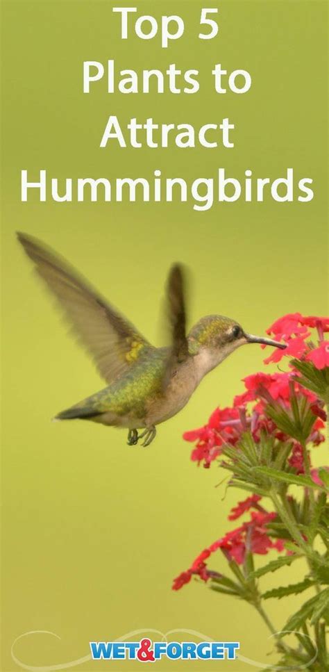 Invite Hummingbirds To Your Yard By Adding These 5 Plants Ot Your
