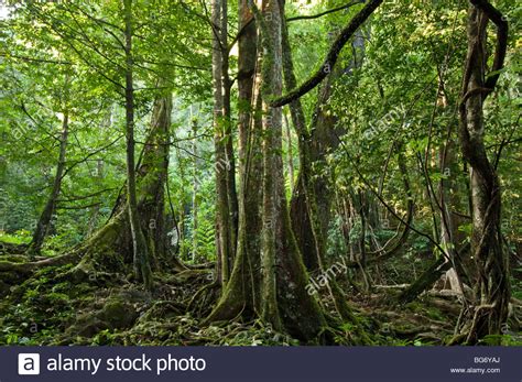 Tropical Rainforest Stock Photos And Tropical Rainforest Stock Images Alamy