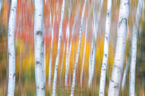 Abstract Autumn Birch Forest © Thomas Schoeller Photograph Flickr