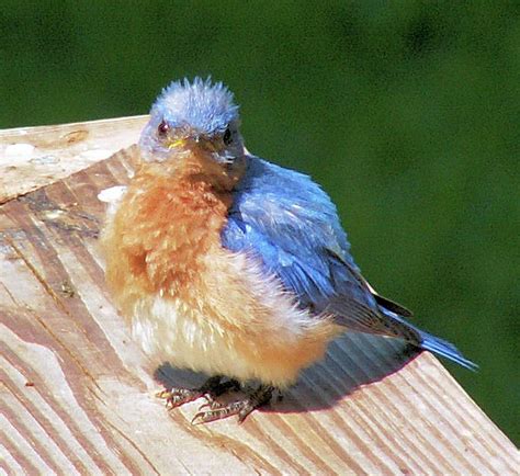 Picture Of Baby Bluebirds Alpinemoms