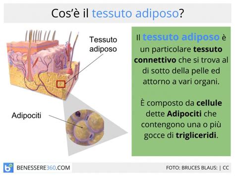 Tessuto Adiposo Bianco E Bruno Caratteristiche E Funzioni Quando è In