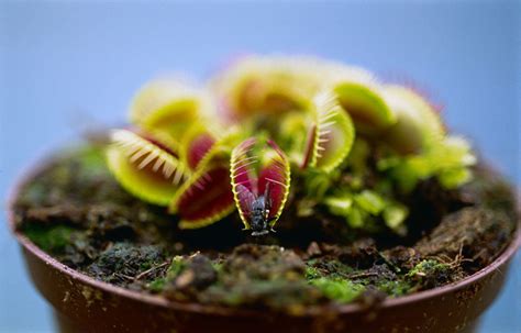 Venus Fly Trap How To Care And Grow A Venus Fly Trap Better Homes And