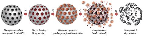 Schematic Representation Of Mesoporous Silica Nanoparticles Msns A