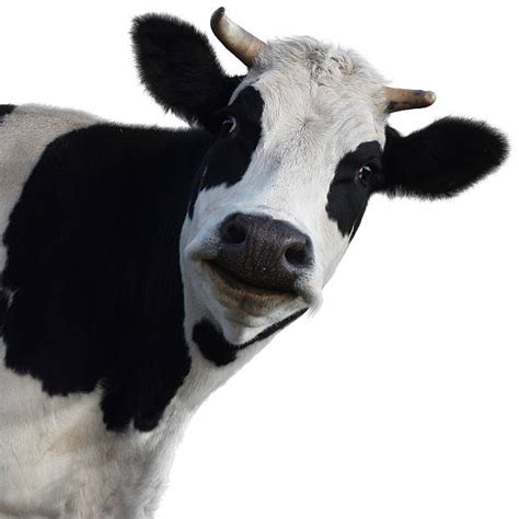 Cow Head Pictures Images And Stock Photos Istock